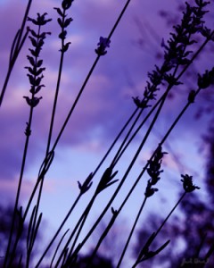 julie-bernal-lavender-night2