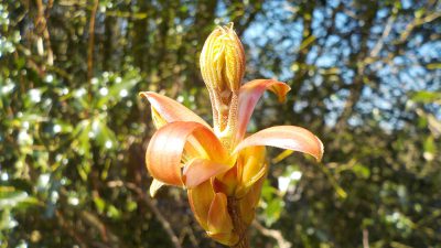 Top tips for macro photography