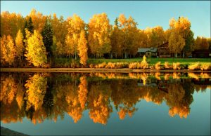USA. Alaska. South Central Alaska. Fairbanks. Reflections in the river Chena that runs through the centre of the town showing the autumn (fall) colours of the trees.