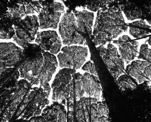 MALAYSIA. Kepong Forest Reserve. Crown shyness in the 'kapur' tree (Dryobalanops aromatica), one of the dipterocarps that, as they mature in the forest, develop mutual avoidance. 1997.