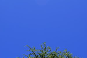 Blue sky with a little bit of tree at the bottom rule of thirds photography course