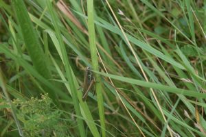 Grasshopper hiding in the grass photo taken by a child