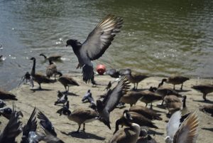 Pigeons flying taken using a fast shutter speed