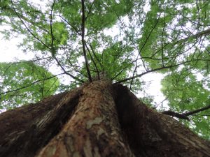 Photo of a tree photographed from below to make it look bigger than it is