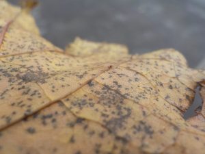Close up photograph of an autumn leaf, kids photography