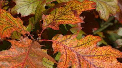 Photography Workshop for Teenagers: Capturing the Essence of Autumn Close-Ups and Still Life