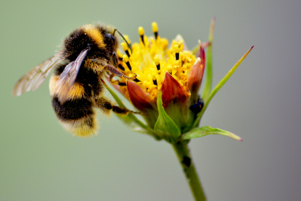 Bee on flower - Online photography courses for kids
