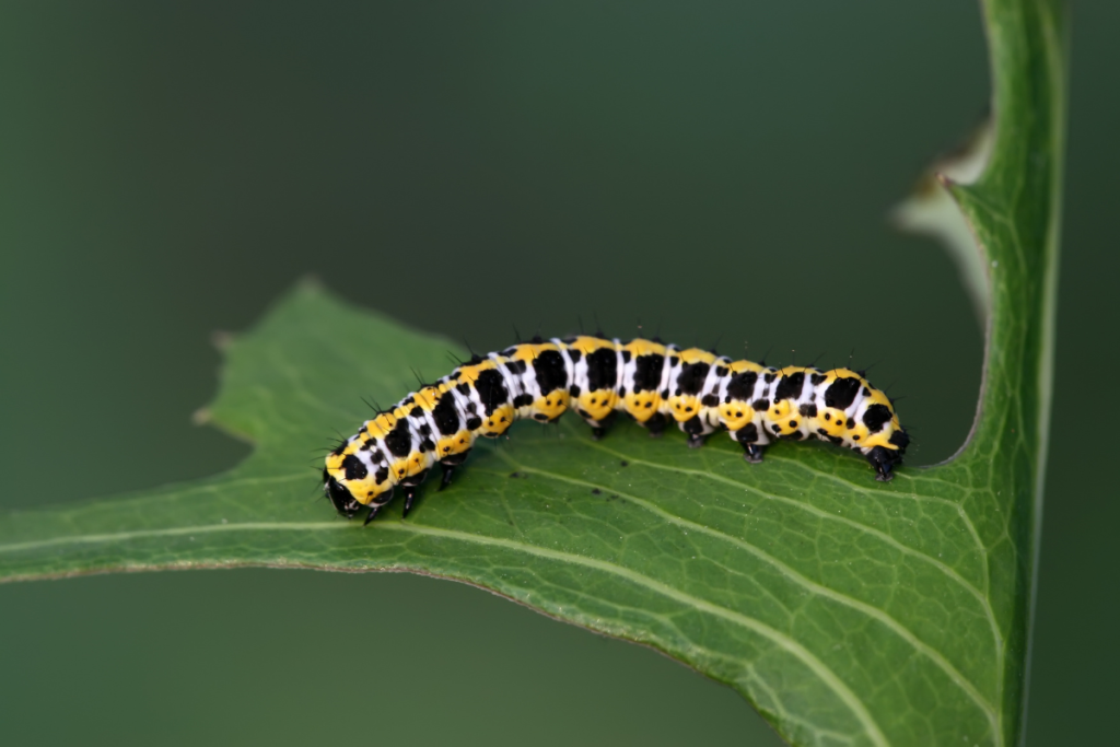 Caterpillar - Online photography courses for kids