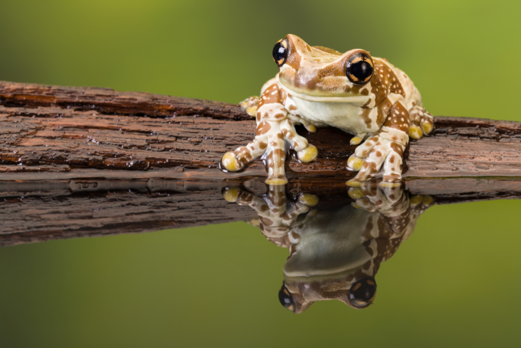 Frog - Online photography courses for kids
