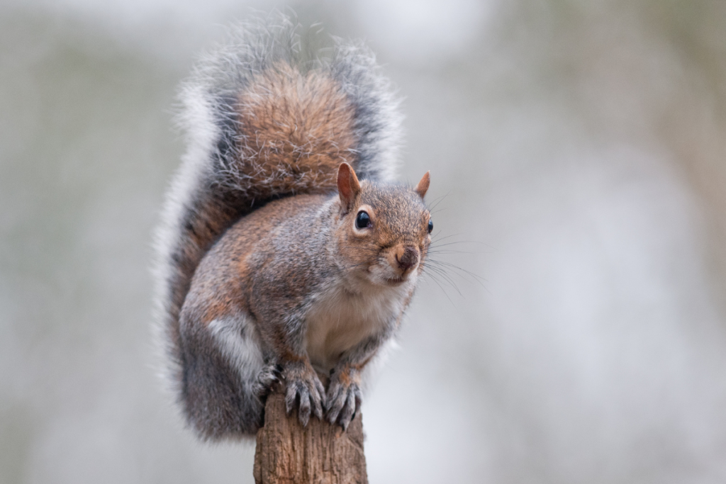 Squirrel - Online photography courses for kids